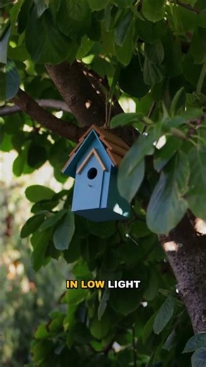 The Dusk Hunter: Sunset Hawk Unveiled