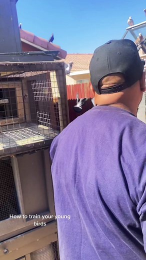 ThePigeonMedia on TikTok