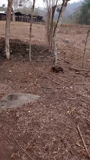 Observing a Brown and Black Dog in Nature