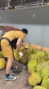 Enjoy watching jackfruit peeling - Thai fruit | Food Land