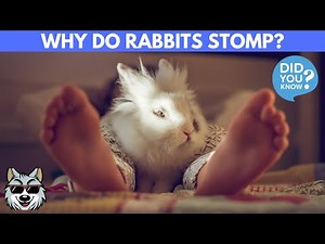 Why do Rabbits Stomp Their Feet?
