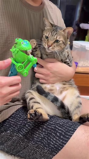 Understanding Cat Attitudes: My Grumpy Cat Reaction