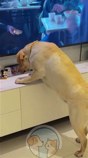 When Your Dog Thinks the TV Is Real Life 😂