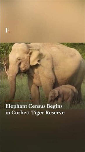 Elephant Census Begins in Corbett Tiger Reserve | N18L