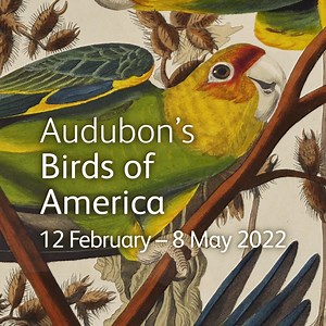 Last chance to see Audubon’s Birds of America, until 8 May at the National Museum of Scotland. Learn about the making of Birds of America, one of the rarest books in the world, in this 5-star exhibition. See 46 original, unbound prints from National Museums Scotland's Library collection alongside a rare, bound copy of the book. ⭐⭐⭐⭐⭐ The Scotsman ⭐⭐⭐⭐ The Times “An ornithologist’s dream” The Spectator “Visually striking" The Herald Audubon’s Birds of America, until 8 May 2022 at the National Mus