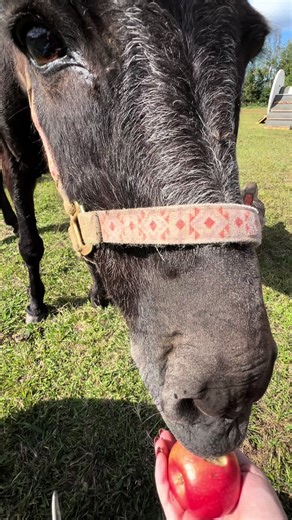 Hazel's Snack Time Adventures with Rowdy the Goat