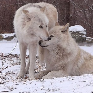 299K views · 50K reactions | Wolves are caring. Wolves are cooperative. Be like a wolf  | Wolf Conservation Center | Facebook