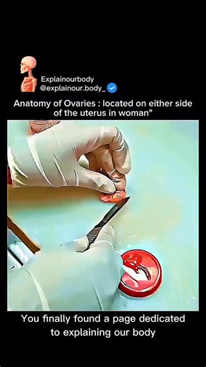 Explainourbody on Instagram: "The ovaries are some of the most powerful and essential organs in the female reproductive system — and yet, most people don’t realize just how much they actually do! ✨👇 Located on both sides of the uterus, these small but mighty organs are responsible for: 🔹 Releasing eggs during ovulation 🔹 Producing vital hormones like estrogen & progesterone 🔹 Regulating the entire menstrual cycle 🔹 Playing a major role in fertility and pregnancy The human body is absolutely