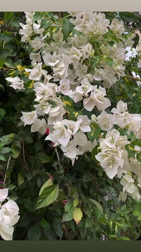 My home entrance front garden tour | Backyard Gardening