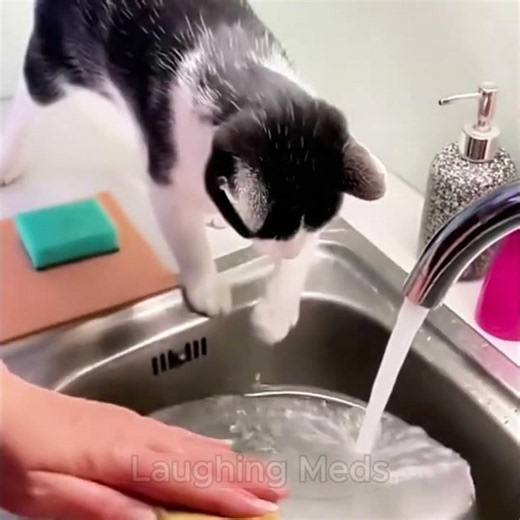 Funny Cat Compilation🐈❤️ #funnycatvideos #catfunnyvideos #catlife #funny