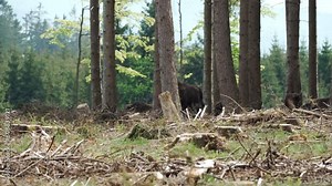 wild living European wood Bison, also Wisent or Bison Bonasus, is a large land mammal and was almost extinct in Europe, but now reintroduced to the Roothaarsteig mountains in Sauerland Germany and roa