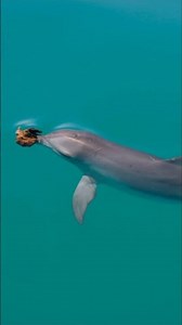 Dolphins Use TOOLS?! Mind-Blowing Intelligence Revealed!