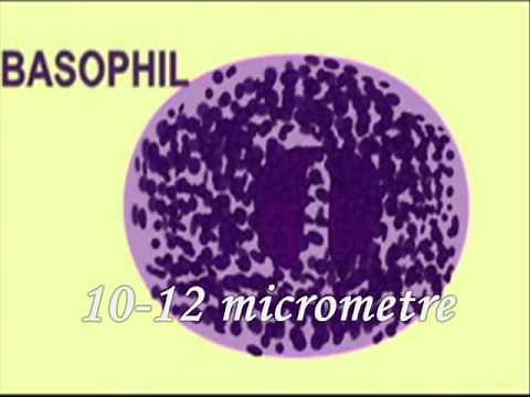 excellente explication sur les types des globules blancs