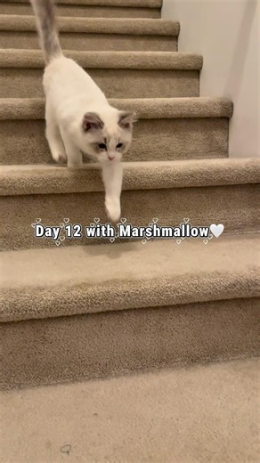 Day 12 with Marshmallow🤍