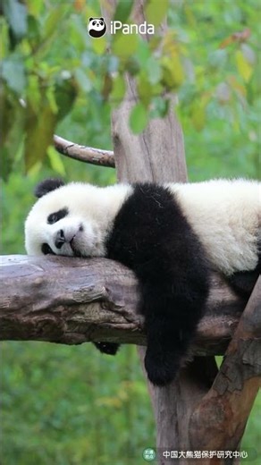 Cute Panda Sleeping on a Tree 🐼💤 | درخت پر سو رہا پیارا پانڈا