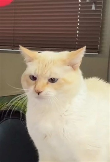 Gato Tímido Miando: Por Que Ele Não Deixa Eu Namorar