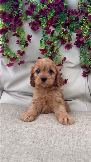 Say hello to Cherry, a beautiful Cavapoo puppy from South Orange, New Jersey!
