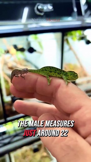 Meet the nano-chameleon — the tiniest reptile on Earth, discovered in northern Madagascar. The male measures just around 22 mm (less than an inch!) from nose to tail. Living on the forest floor of the Sorata massif, it hunts tiny insects in leaf litter and is threatened by deforestation. Incredible mini-world, huge significance: a reminder how fragile and fascinating nature’s smallest wonders can be. #nanochameleon #animalfacts #reelsvideo | Nature Mental | Facebook