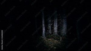 Dark forest lightened by flashlight