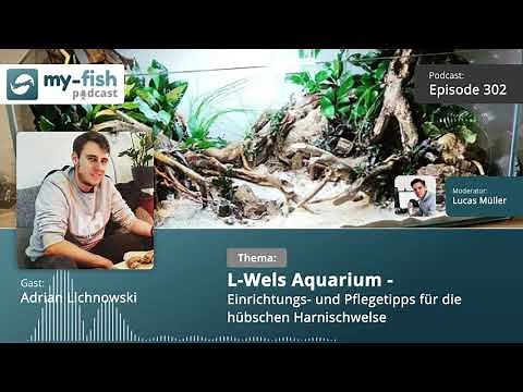 my-fish.org - L-Wels Aquarium - Einrichtungs & Pflegetipps für die Harnischwelse (Adrian Lichnowski)