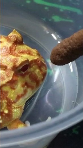 Pacman Frog Feeding 🐸