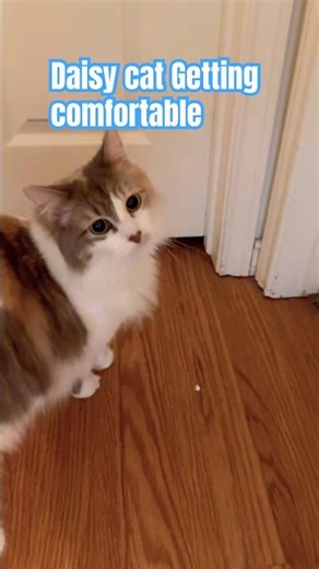 Daisy cat getting used to everyone 🐱￼#shorts #shortvlog #cat