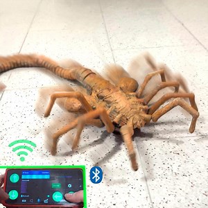Animatronic Walking Facehugger - Etsy