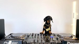18K views · 460 reactions | Disco Dog is ready for the Weekend!  | Dance TV | Facebook