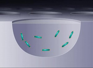 The principle of ELISA ,it can't get easier :) | Medical Laboratories