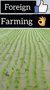 180K views · 1.3K reactions | Foreign Farming  ||fish in Paddy fields ||Trending now || #Foreign #Farming #fish #Paddy #reels #trendingreel #trendingnow | Tapper udhan vlogs | Facebook