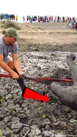 Elephant Rescue From Mud Amazing Animal Save
