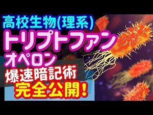 【高校生物 20】遺伝子【トリプトファンオペロン】を宇宙一わかりやすく