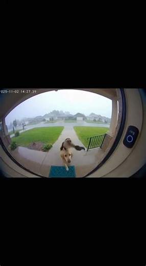 Monkey Rides Dog to Ring Doorbell!
