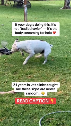 8.4K views · 371 reactions | Eating grass nonstop It’s not instinct —...