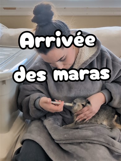 L'arrivée des bébés maras #maras #biberon #rongeur #cute #animal