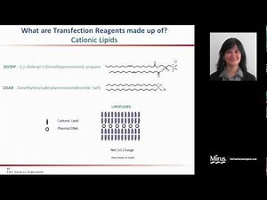 Transfection 101-Basic Mechanism of Transfection