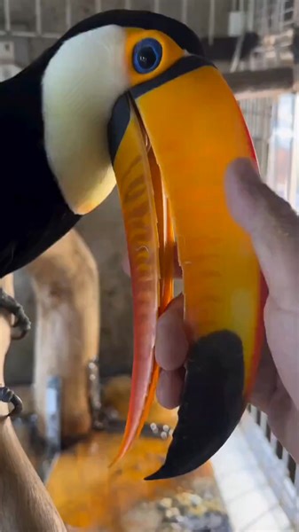 17K views · 1.2K reactions | Up close with a toucan. #toucan #bird #animalvideos #cute | Animals Videos | Facebook