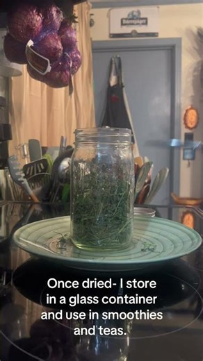 Harvesting cleavers for tea and smoothies to support my body’s lymphatic system.