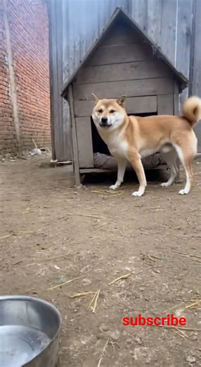 Goose Drops a Firecracker in Doghouse… CHAOS Ensues! 😂🔥#funny #animals #prank