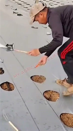 From Seed Starting to Success in the Field! 🌱✨