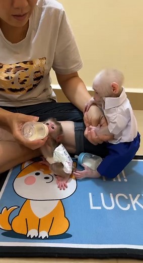 60K views · 1.4K reactions | Best Milk From USA  | Monkey TV | Facebook