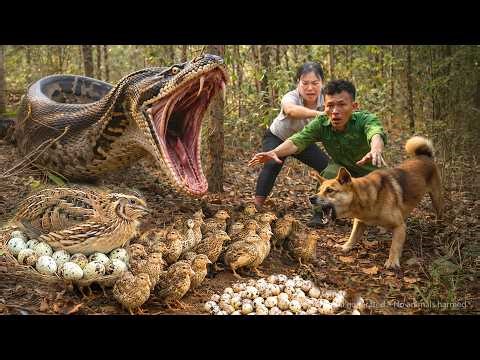 👉 72 Hours of Terror 😱 Harvest Quails in Forest – Return Home to Find Dog Killed by Giant Python!