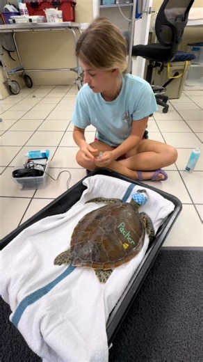 Blood transfusion for Packer yesterday. 🩸🐢 Montel, one of our non-releasable resident Green sea turtles, was the blood donor! A sea turtle superhero saving other turtles’ lives! 💕 Here we are, performing a crossmatch in our lab to ensure the blood is compatible with Packer’s before starting the transfusion. 🏥 In the end, the blood transfusion was a success! Packer is still in critical condition, recovering from her eye surgery, but the best news is she ate for the first time this morning! 🍽