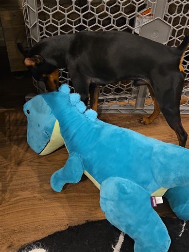 New toy. Same chaos. 🦕 Snowstorm got me stuck inside but this dino keeps me busy! • • • #NjMinPin #miniaturepinscher #minpin #snowstorm2026 #njpets