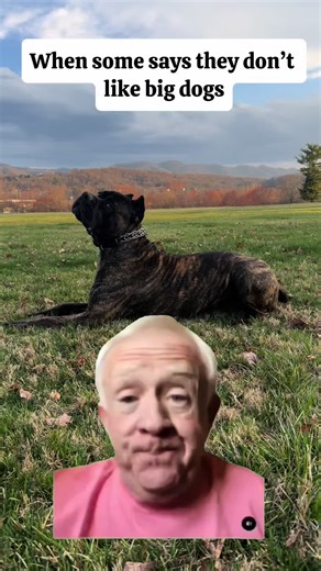 Why Dogs Love to Play Fetch