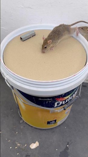 I Tested a DIY Bucket Mouse Trap – Amazing Results! #rat