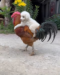 149K views · 4.6K reactions | Cute friendships you didn't expect to see today | Yellow Bee | Facebook