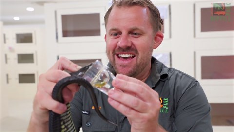 RAW VIDEO: Tiger Snake Breaks Record For Biggest Venom Yield