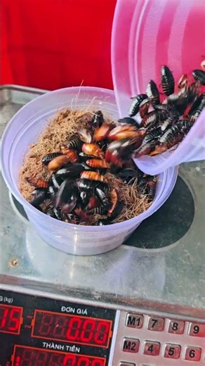 1 Hủ Gián Đất Size Sinh Sản Trọng Lượng 55g
