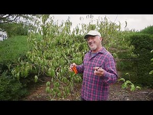 Peach Trees: How to Prune, Spray & Spot the Flower Buds